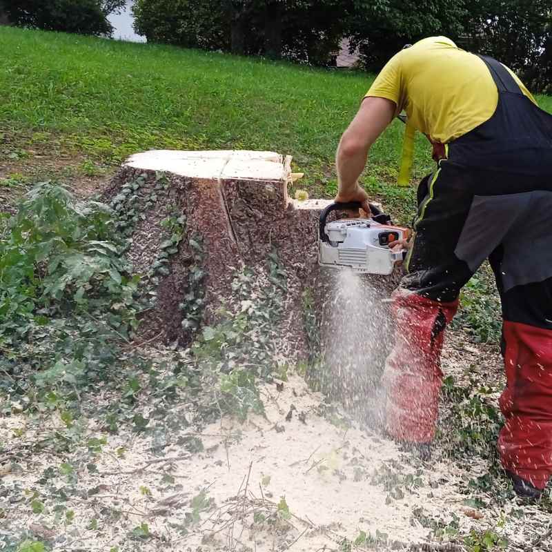 Abattage d'un arbre dans l'Hérault près de Montpellier