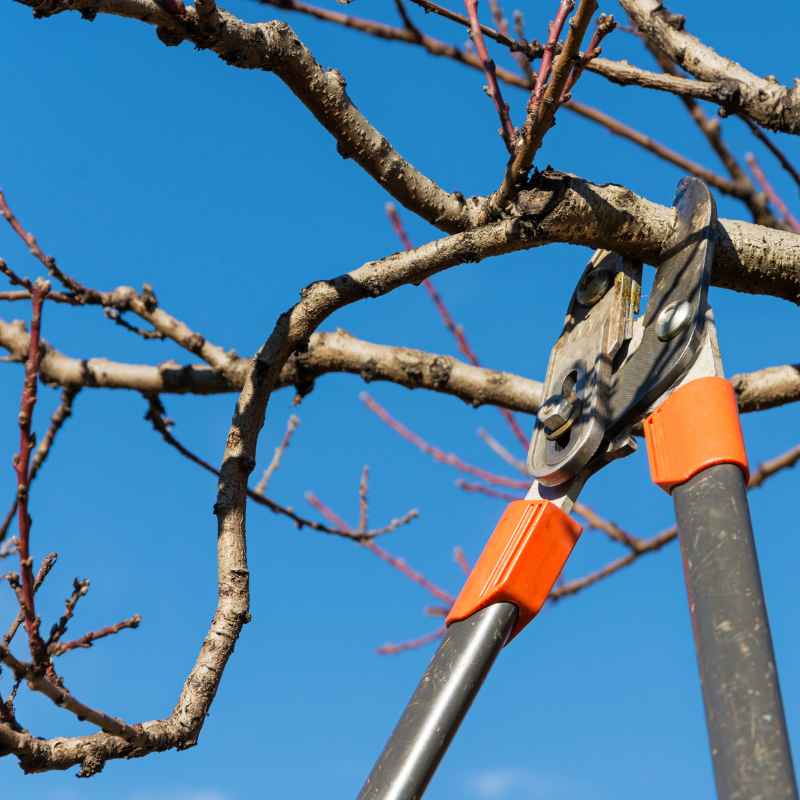 Taille sur un arbre dans l'Hérault