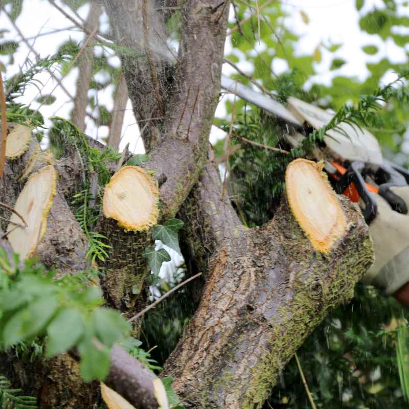 Coupe d'un arbre en mauvaise santé