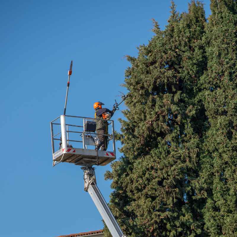 Élagueur grimpeur en intervention sur un arbre