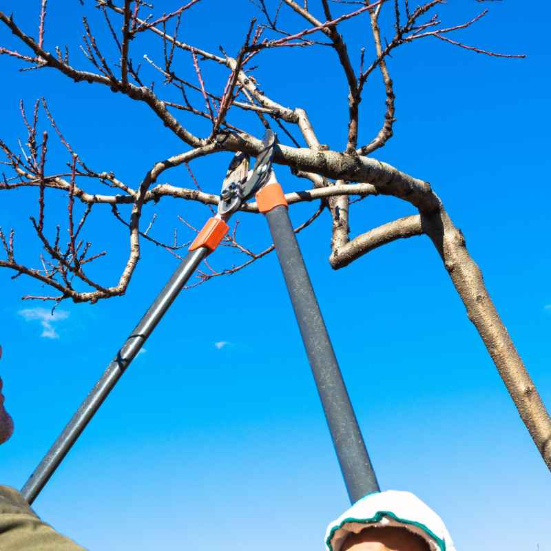 Taille d'arbres et arbustes à Montpellier