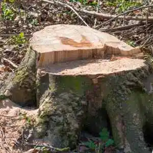 Abattage d'un arbre vieux à Balaruc les Bains