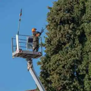 Élagage d'un arbre de grande taille à la Grande Motte