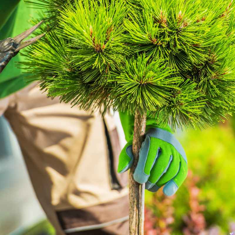 Taille d'un arbuste pin parasol à Sète